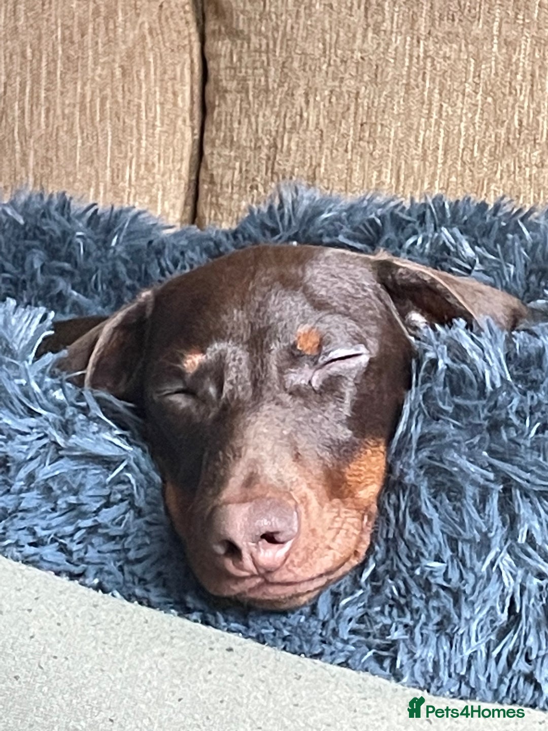 Dachshund dogs for sale: Handsome 1 year old male dachshund - Advert 5