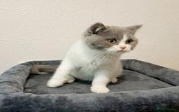 British Shorthair cats for sale: Gorgeous Blue Bicolour British Shorthair Male - Image 6
