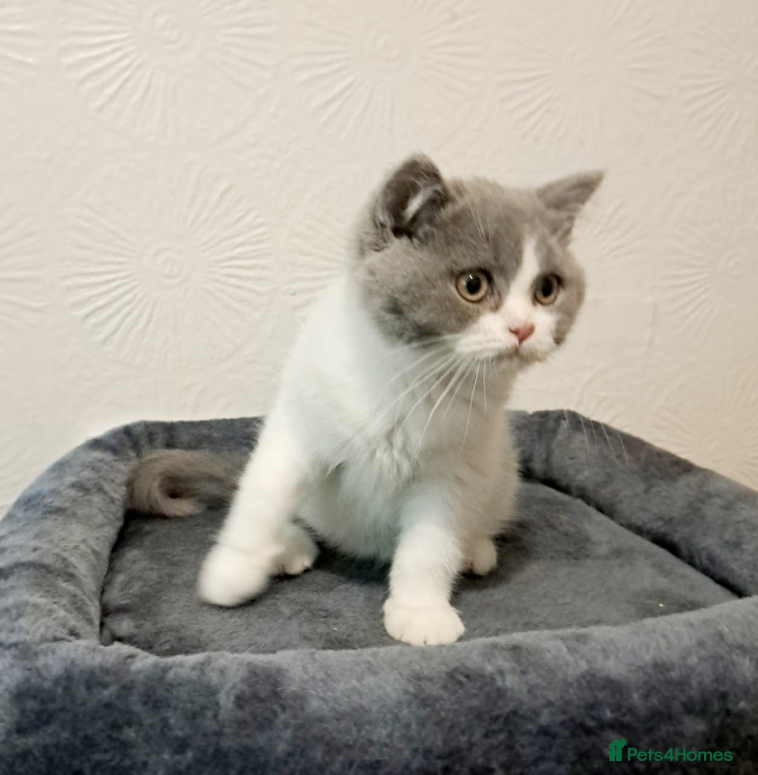 British Shorthair cats for sale: Gorgeous Blue Bicolour British Shorthair Male - Image 6