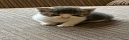 Mixed Breed cats for sale: Mixed breed kittens  - Advert 17