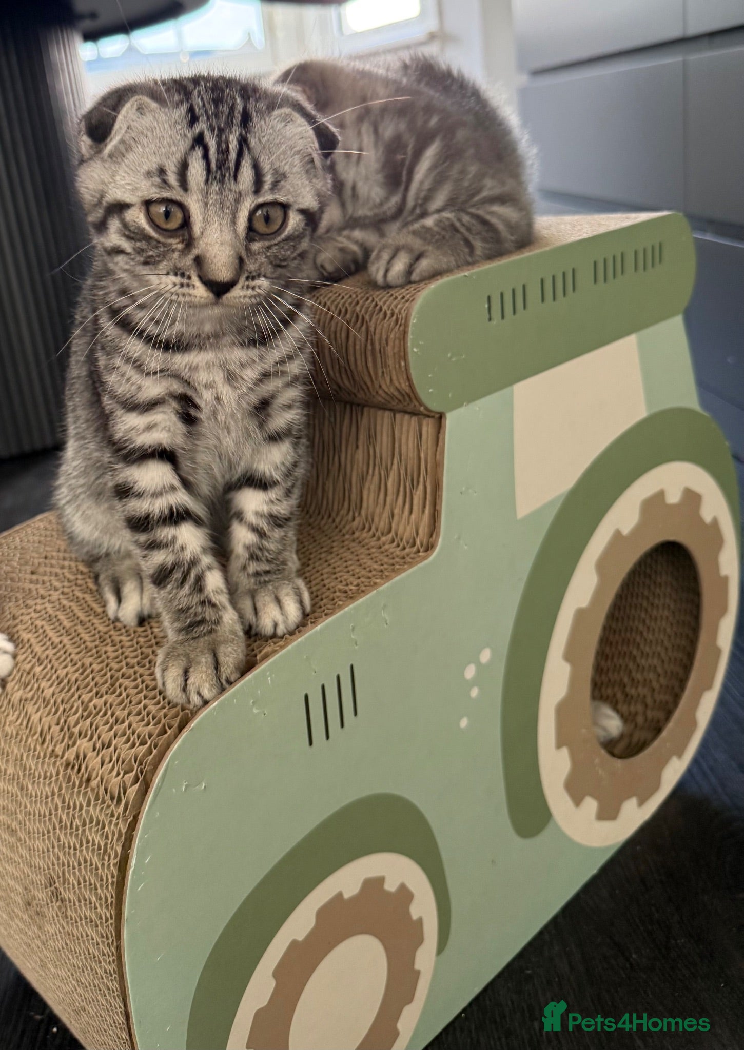 Scottish Fold cats Beautiful Silver Tabby Scottish Fold&Straight boys - Advert 11