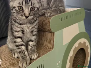 Scottish Fold cats Beautiful Silver Tabby Scottish Fold&Straight boys - Advert 11
