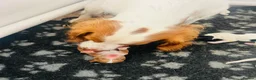 Cocker Spaniel dogs for sale: 11 week old boy already crate and whistle trained! - Advert 1
