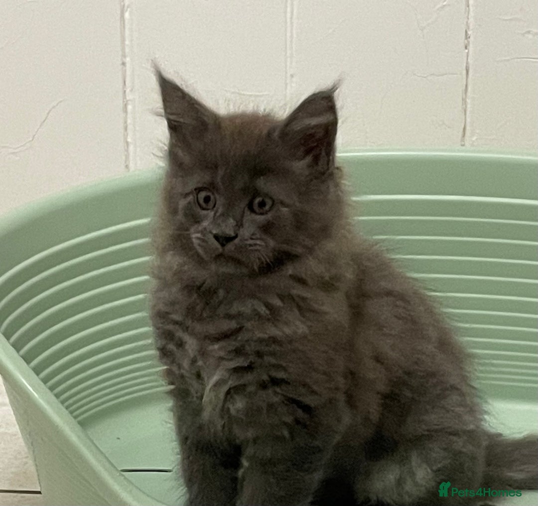 Maine Coon cats for sale: Maine coon GCCF registered  - Advert 3