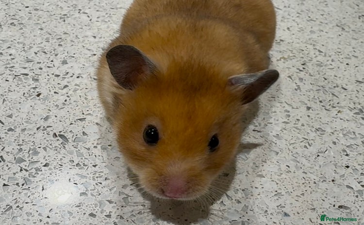 Hamster rodents Stunning home-bred Syrian hamster pups  - Advert 4