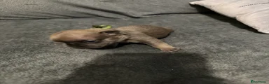 Green collar