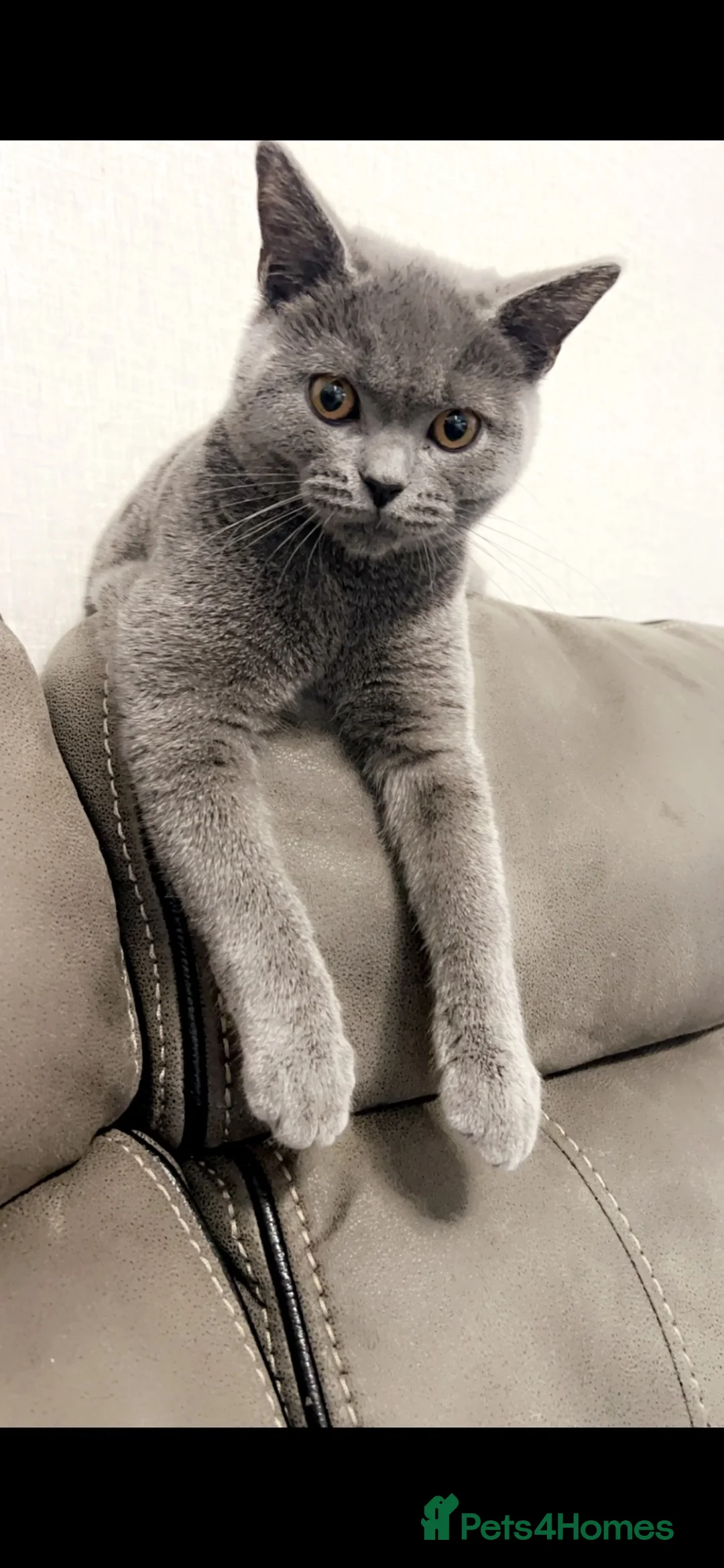 British Shorthair cats for sale: British short hair dad and male kitten in Derby - Advert 5