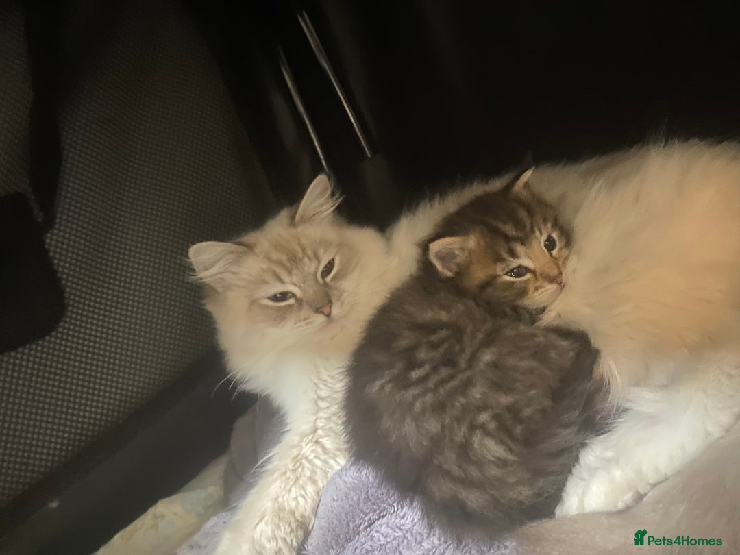 RagaMuffin cats for sale: Beautiful ragdoll x kittens 1 LEFT READY NOW - Image 30