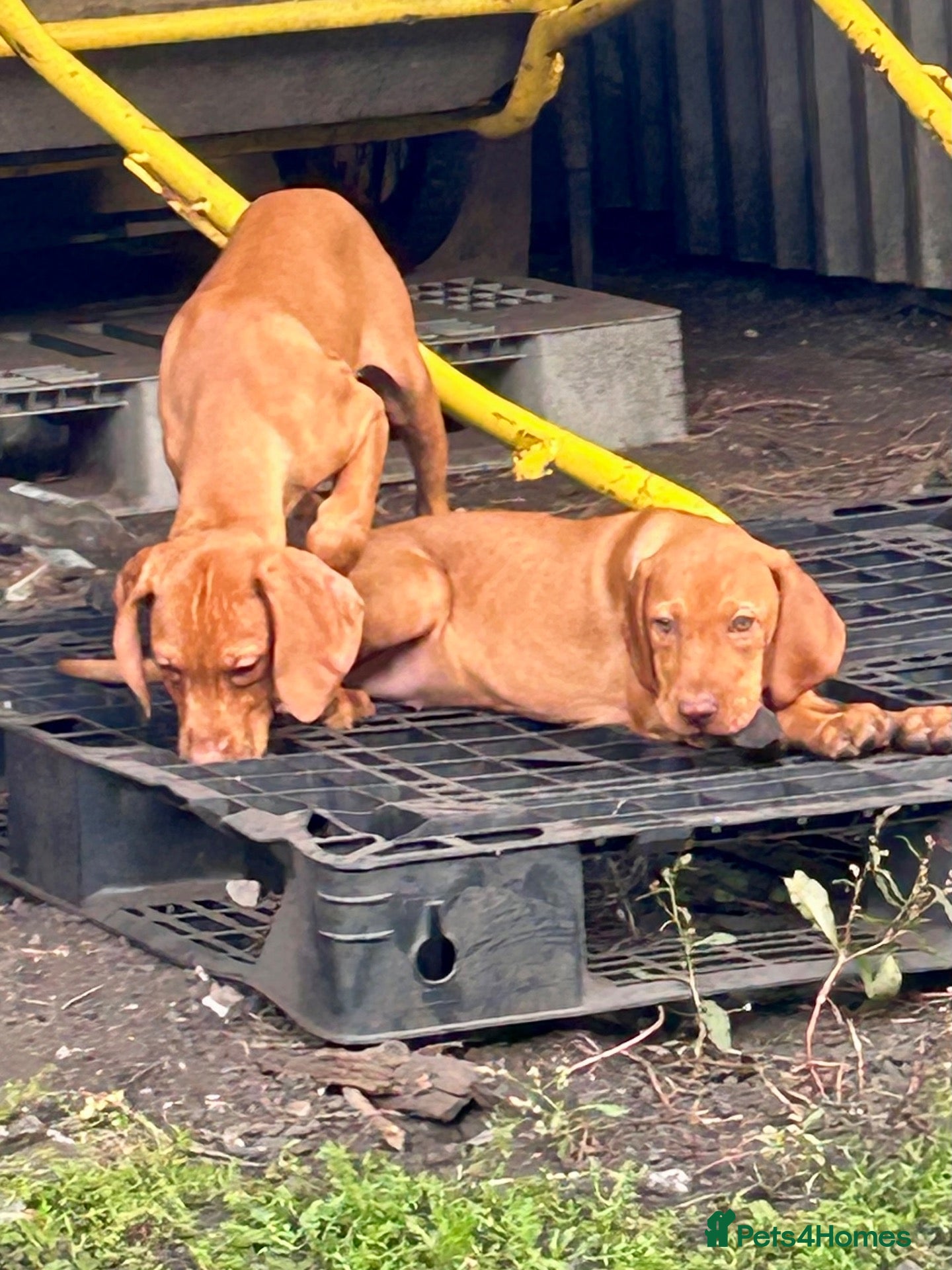 Hungarian Vizsla dogs Hungarian viszla 1 girl 1 boy.  - Advert 1