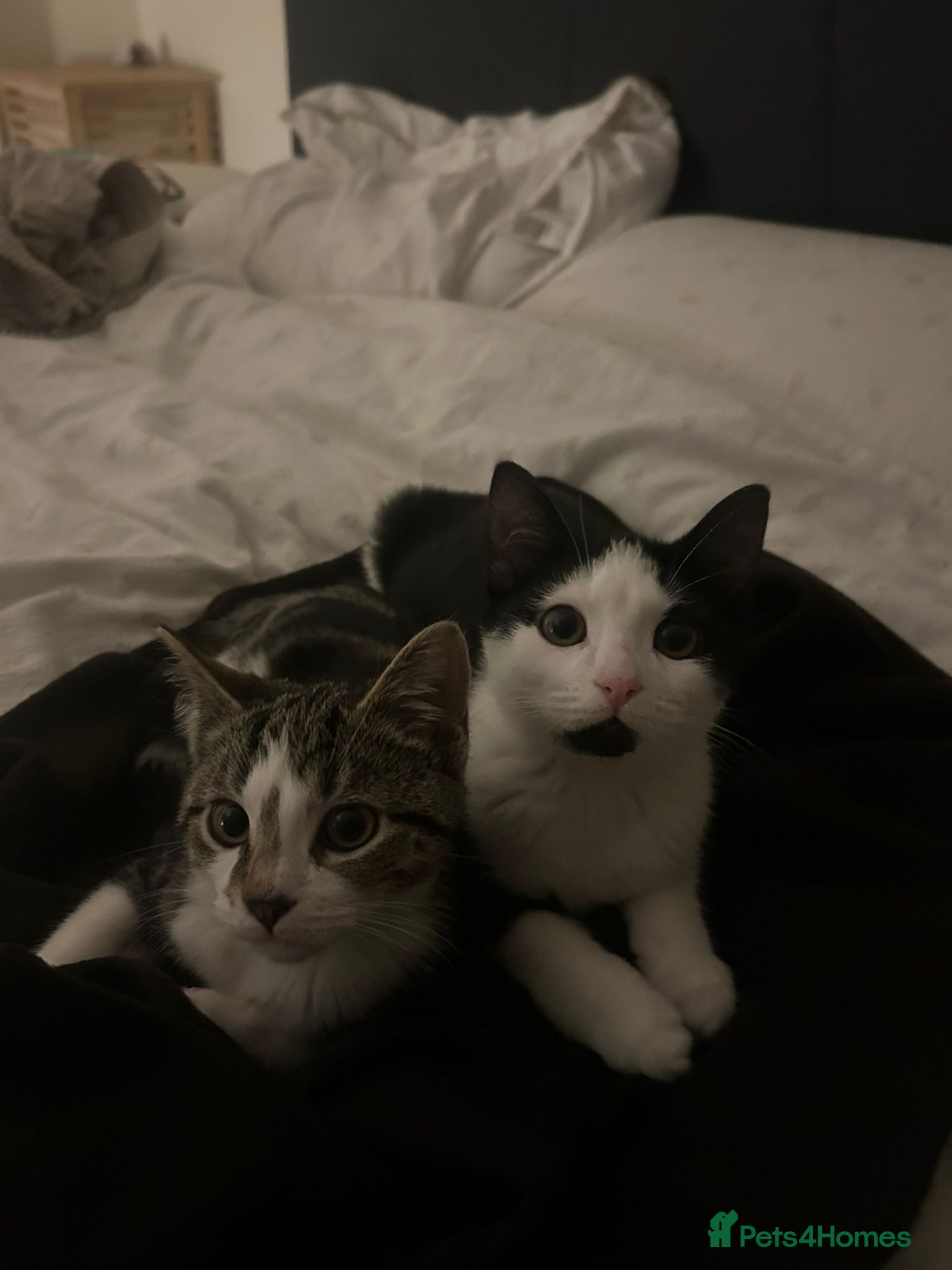 Mixed Breed cats Brother&sister looking for a new home - Advert 7