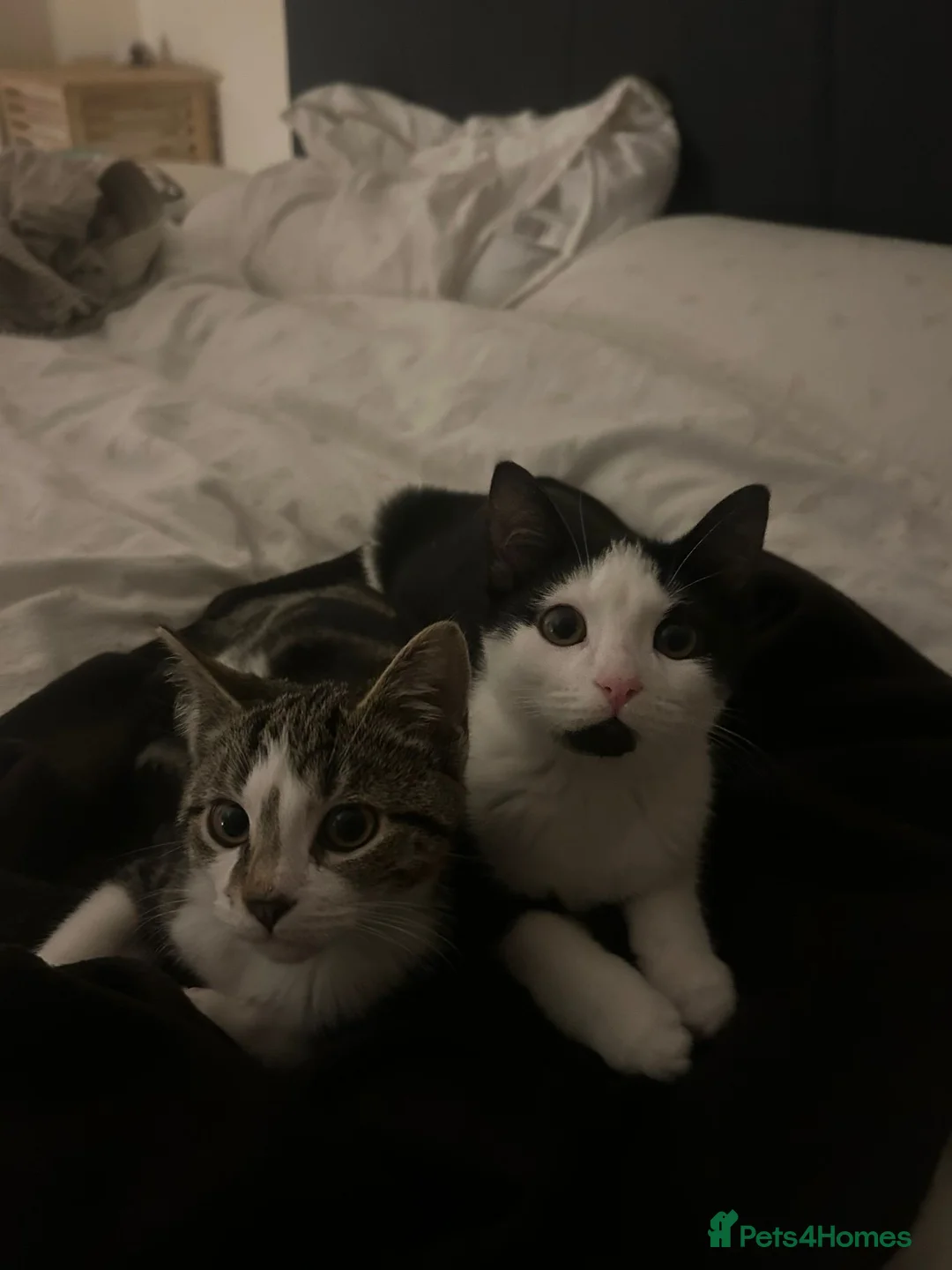 Mixed Breed cats for sale: Brother&sister looking for a new home - Advert 1