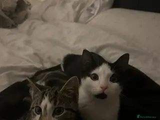 Mixed Breed cats Brother&sister looking for a new home - Advert 3