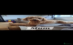 Cavapoo dogs for sale: Amazing Cavapoo's 🐶❤️ - Image 22