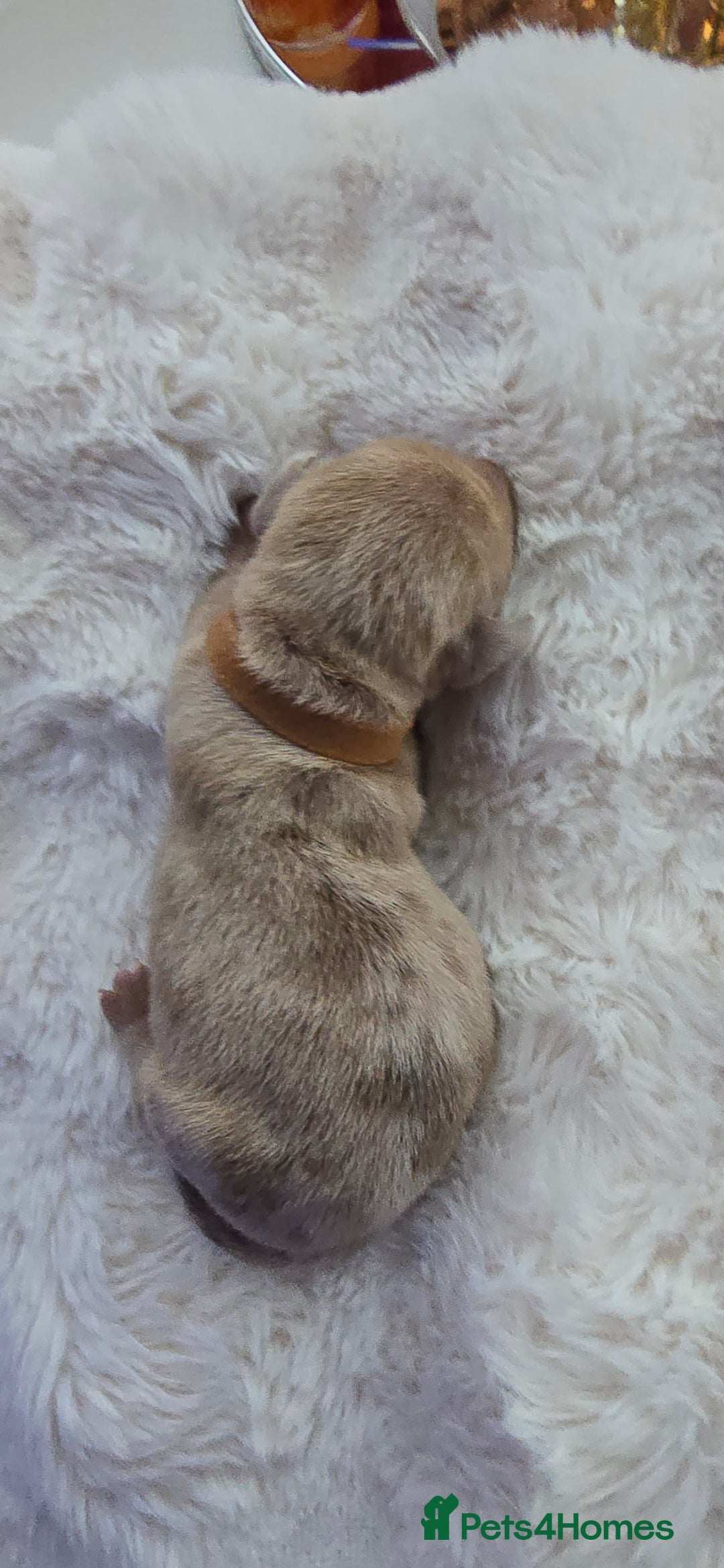 Miniature Dachshund dogs for sale: KC registered miniature Dachshund 🐶  - Advert 14