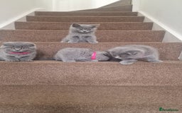 Scottish Fold cats for sale: Scottish & British Kittens for Sale - Image 4