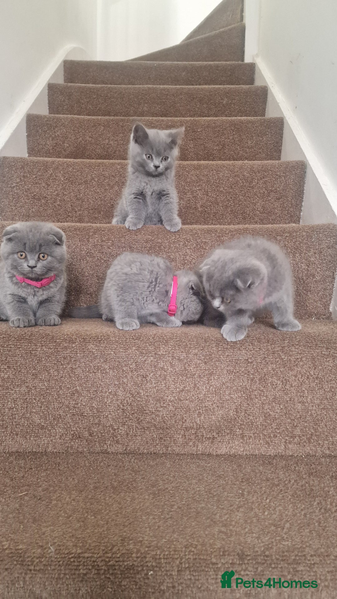 Scottish Fold cats for sale: Scottish & British Kittens for Sale - Image 4