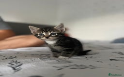 Domestic Shorthair cats for sale: 6 beautiful kittens for sale  - Image 7