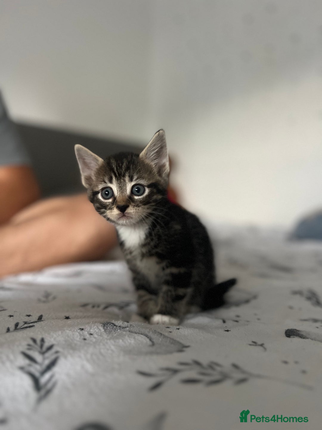 Domestic Shorthair cats for sale: 6 beautiful kittens for sale  - Image 7