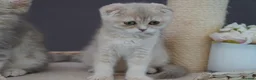 Munchkin cats for sale: ⚜️Rare munchkins⚜️ - Advert 11