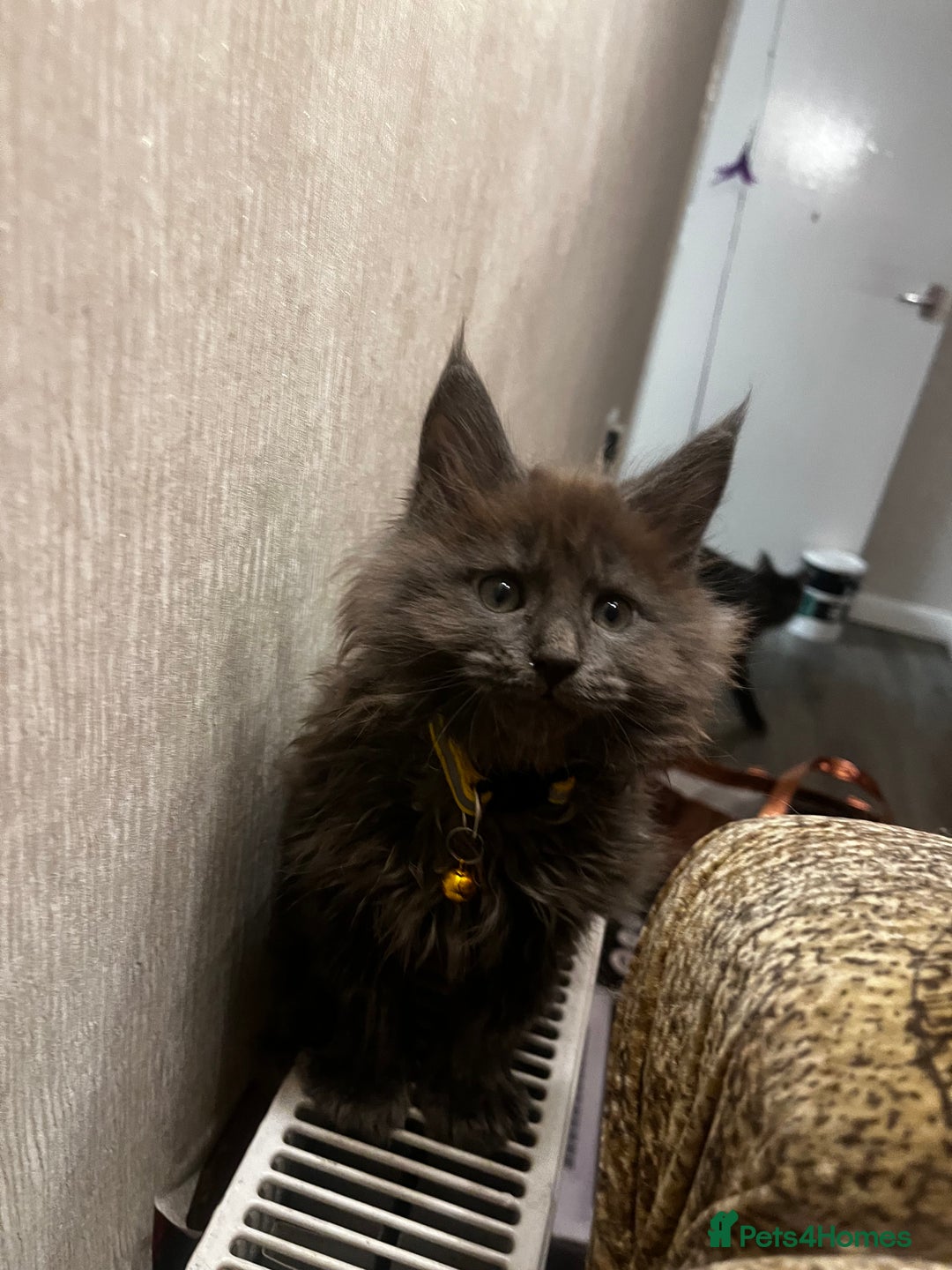 Maine Coon cats for sale: Purebred Maine Coons kittens.  - Advert 7