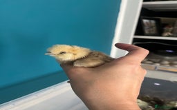 Chickens poultry for sale: Silkies - polish  - Image 8