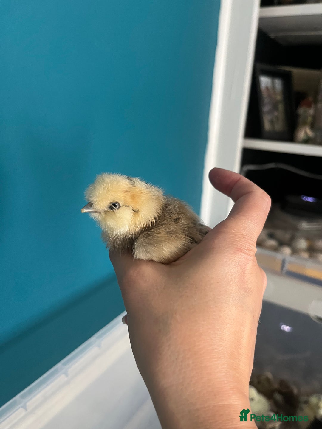 Chickens poultry for sale: Silkies - polish  - Image 8