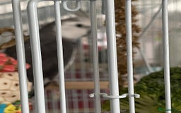 Cockatiels birds for sale: pair of cockatiels with cage and nestin box - Image 3