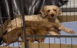 Cockapoo dogs for sale: 5 🌟 fox red cockapoo babies  ready  🏠 now 🐶 - Image 18