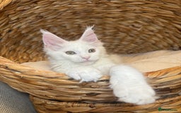 Maine Coon cats for sale: Russian TICA Maine Coon Boys! Amazing eyes! - Image 5
