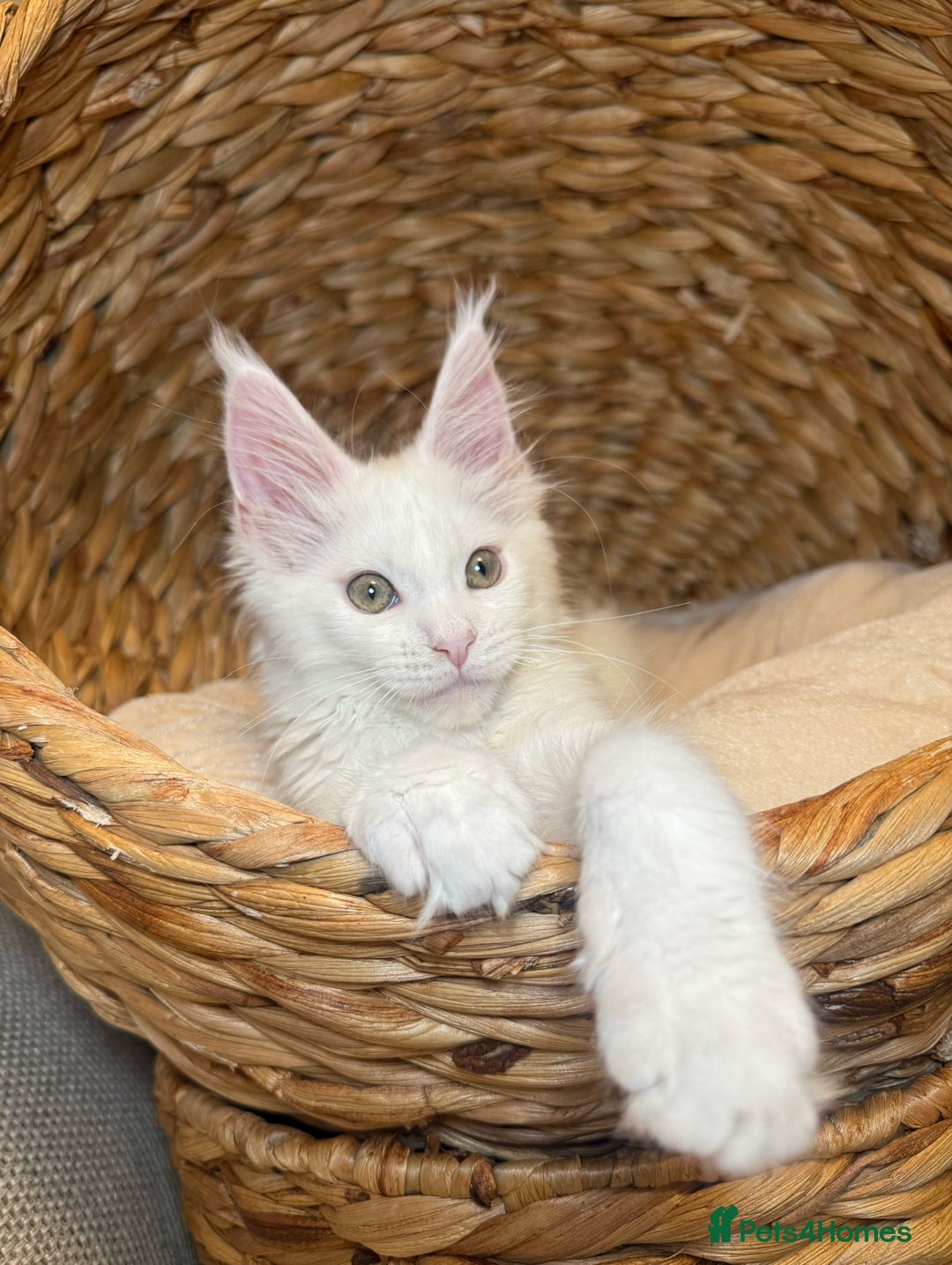 Maine Coon cats for sale: Russian TICA Maine Coon Boys! Amazing eyes! - Image 5