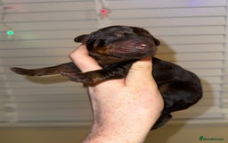 Dobermann dogs for sale: Champion bloodline  - Advert 6