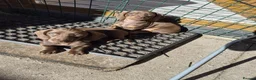 Dachshund dogs for sale: 2 extra mini daschunds in Bolton  - Advert 1