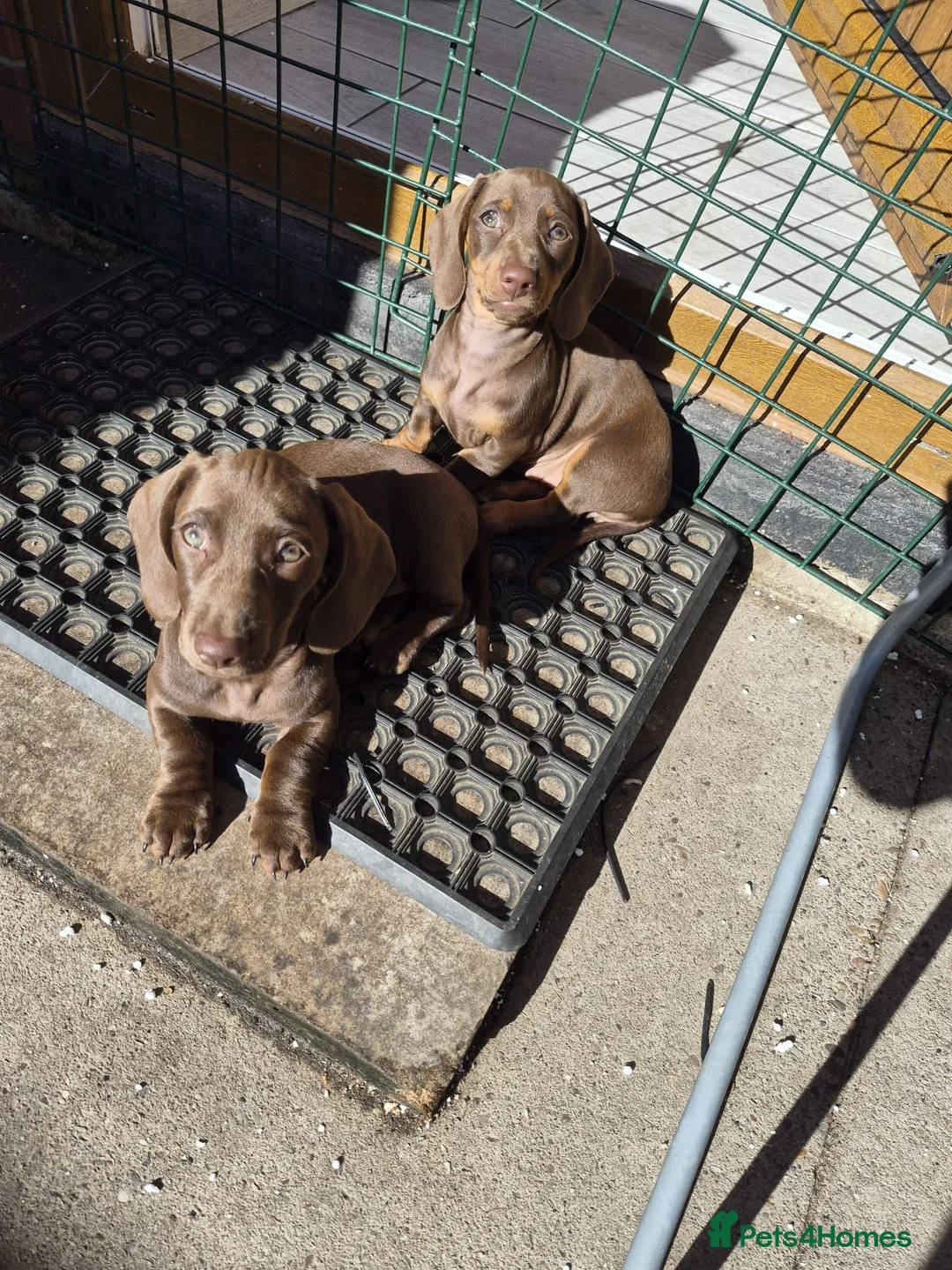 Dachshund dogs for sale: 2 extra mini daschunds in Bolton  - Advert 1