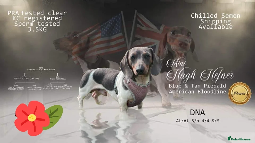 Miniature Dachshund dogs for sale: REDUCED - KC Isabella male left mini daxi  - Advert 9