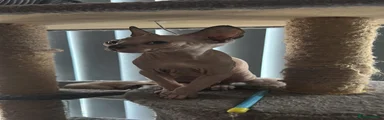 Sphynx 2