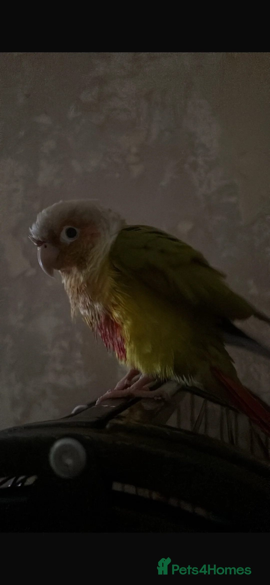 Conures birds for sale: beautiful pinapple green cheek conure   - Advert 2