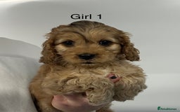 Cockapoo dogs for sale: Stunning Cockapoo Puppies - DNA tested parents - Image 2