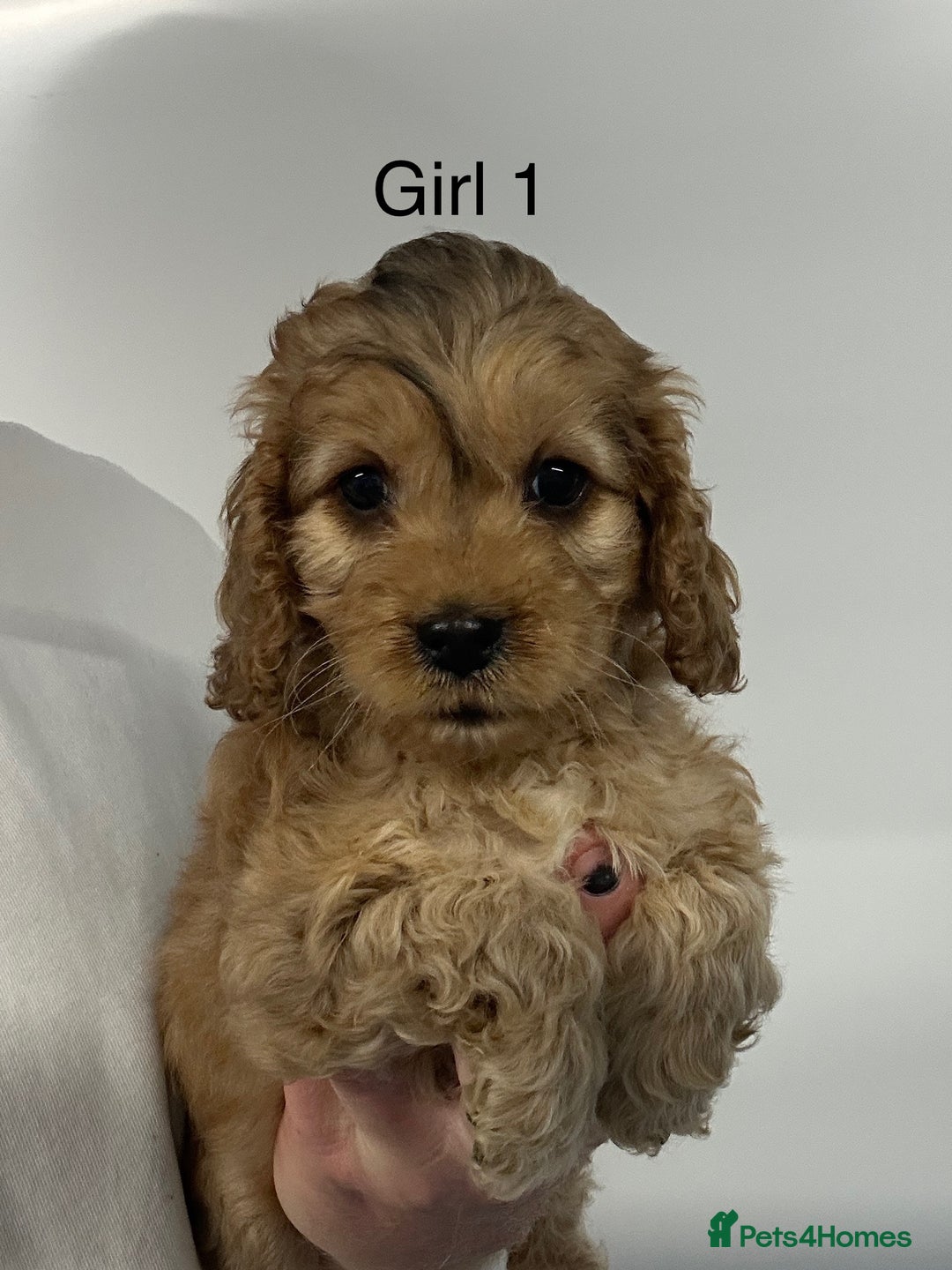 Cockapoo dogs for sale: Stunning Cockapoo Puppies - DNA tested parents - Image 2