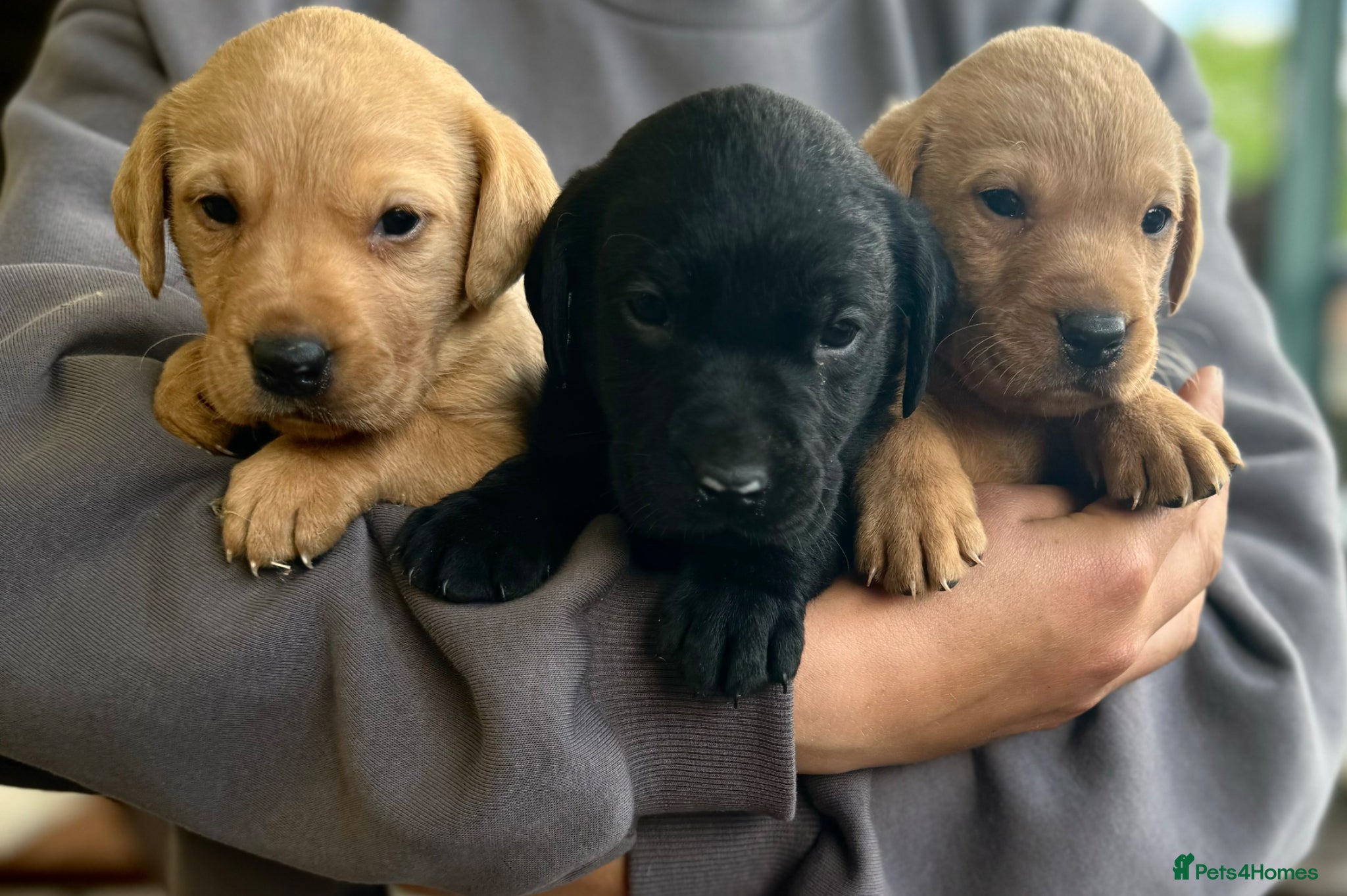 Labrador Retriever dogs for sale: Stunning fox red and yellow labradors - Advert 4