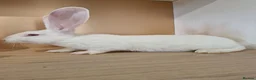 Continental Giant rabbits for sale: Continental Giants - Advert 3