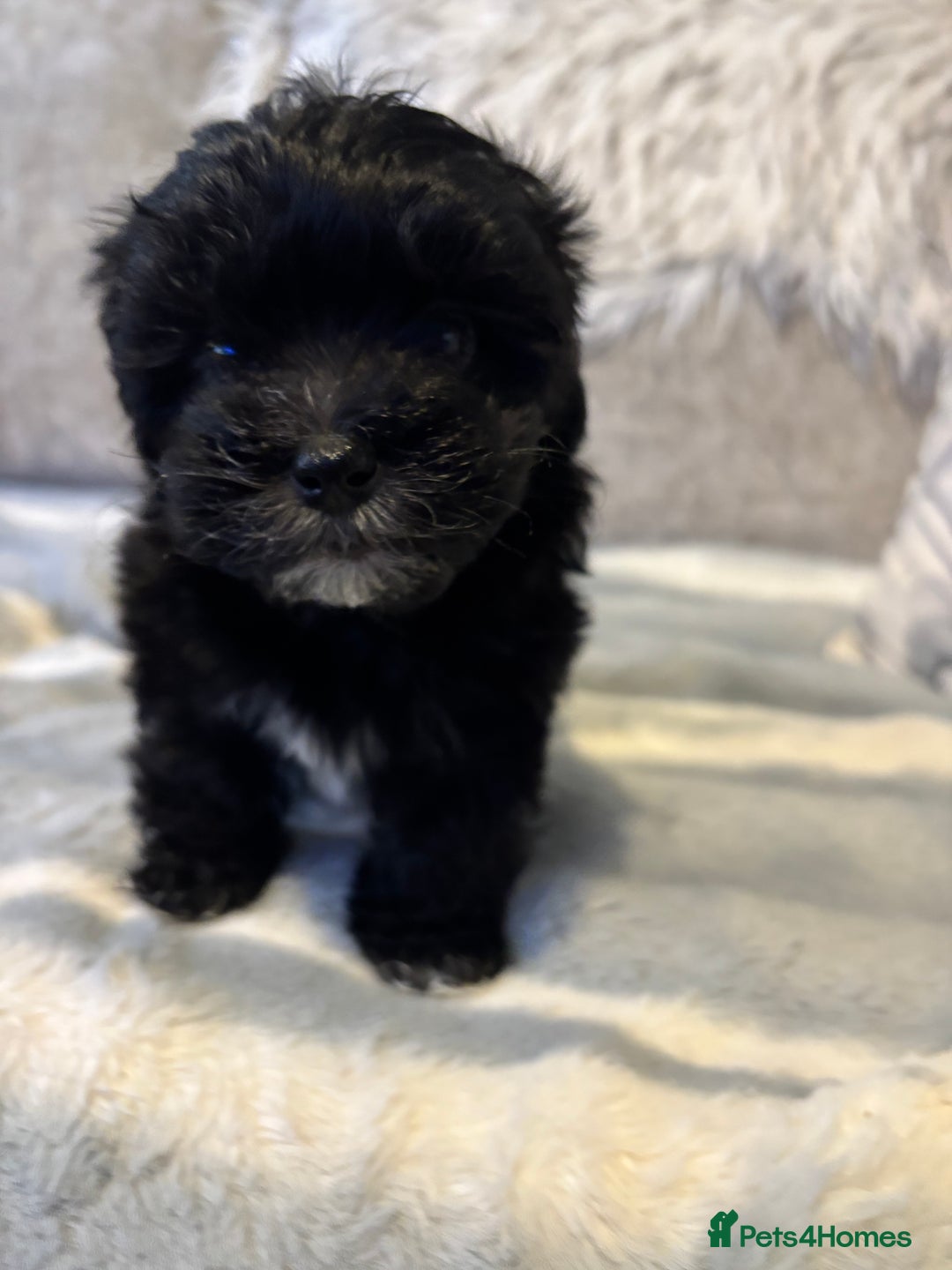 Maltipoo dogs for sale: Beautiful little maltipoo  - Advert 26