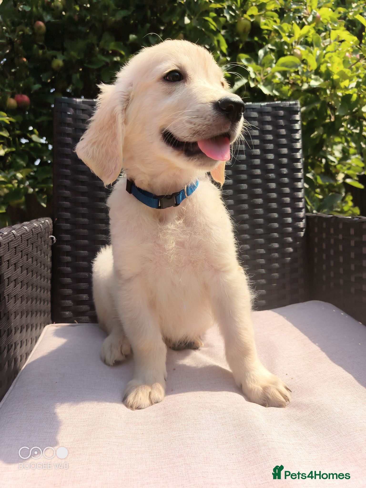 Golden Retriever dogs READY NOW🐾 PUREBRE GOLDEN RETRIEVER PUPPIES🐾 - Advert 1