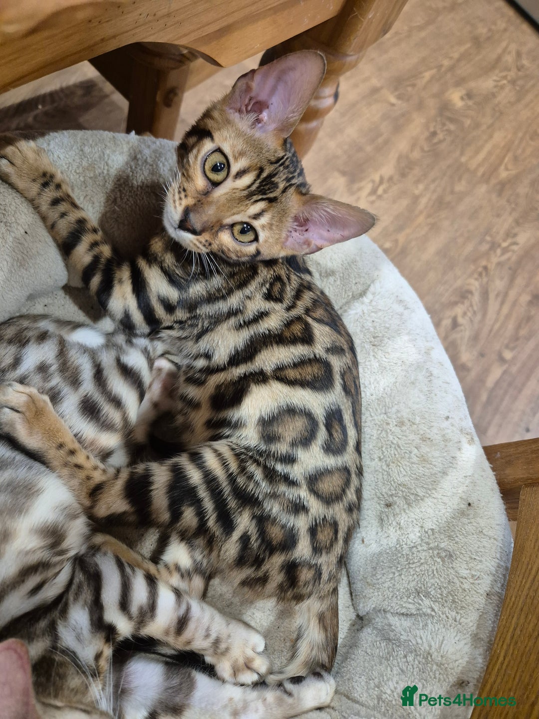 Bengal cats for sale: Stunning Rosetted Bengals, Champion bloodline in York - Image 20