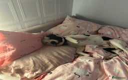 Staffordshire Bull Terrier dogs for sale: Staffie for sale - Image 4