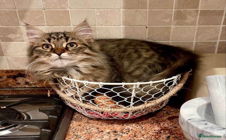 Siberian cats - Advert 9