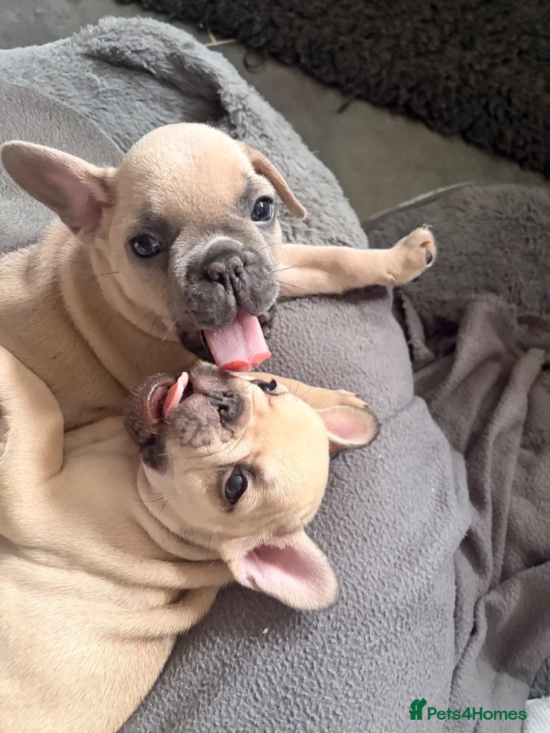 French Bulldog dogs for sale: 🐾 French Bulldog Puppies – ready for new homes 🐾 in Crawley - Advert 1