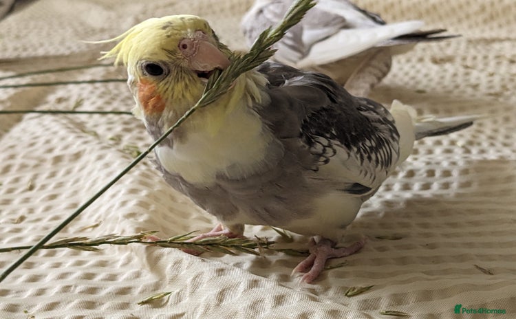 Cockatiels birds - Advert 4
