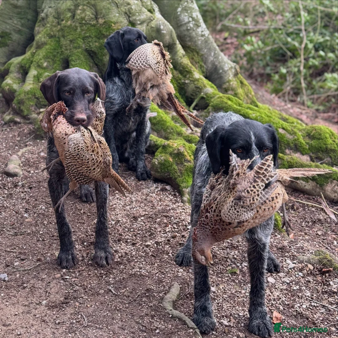 German Wirehaired Pointer dogs for stud: Black ticked GWP standing at Stud in Harrogate - Advert 17
