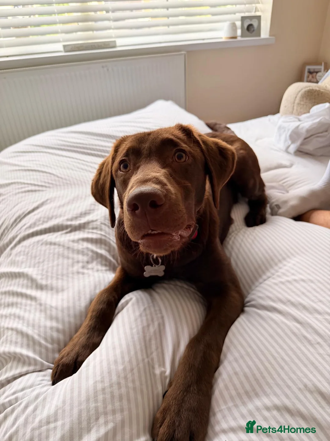 Labrador Retriever dogs for sale: Chocolate Labrador/Retriever  - Advert 8