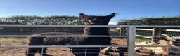 Alpaca livestock for sale: Castrated Male Alpaca  - Advert 2